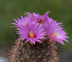 Mammillaria wrightii wilcoxii 1.jpg
