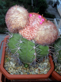 Melocactus neryi.JPG
