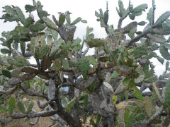 Nopalea cochenillifera 6.jpg