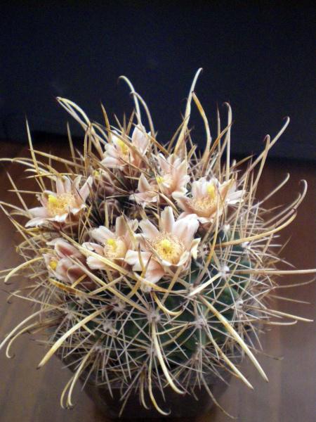 Файл:Sclerocactus brevihamatus 3.jpg