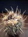 Sclerocactus brevihamatus ssp. brevihamatus