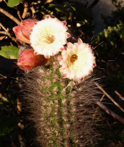 Файл:Stephanocereus luetzelburgii 3.jpg