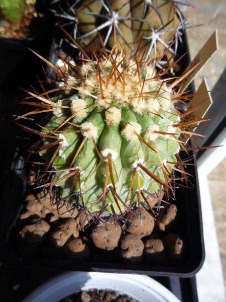 Файл:Copiapoa cinerea ssp. columna-alba.jpg