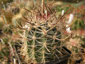 Echinocereus lindsayi 4.jpg