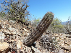 Echinopsis bridgesii ssp. vallegrandensis.JPG