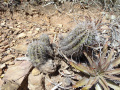 Echinopsis bridgesii ssp. vallegrandensis 2.JPG