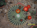 Echinopsis formosa ssp. bruchii 03.jpg