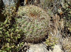 Echinopsis formosa ssp. kieslingii.JPG