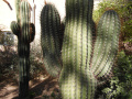 Echinopsis terscheckii 9.JPG