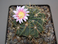 Ferocactus macrodiscus ssp. macrodiscus 2.JPG