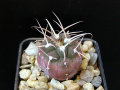 Gymnocalycium rhodantherum P 226.jpg