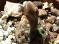 Gymnocalycium taningaense P 212