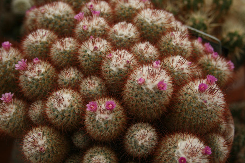 Файл:Mammillaria bombycina 05.jpg