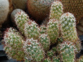 Mammillaria tonalensis 146.jpg