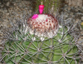 Melocactus smithii