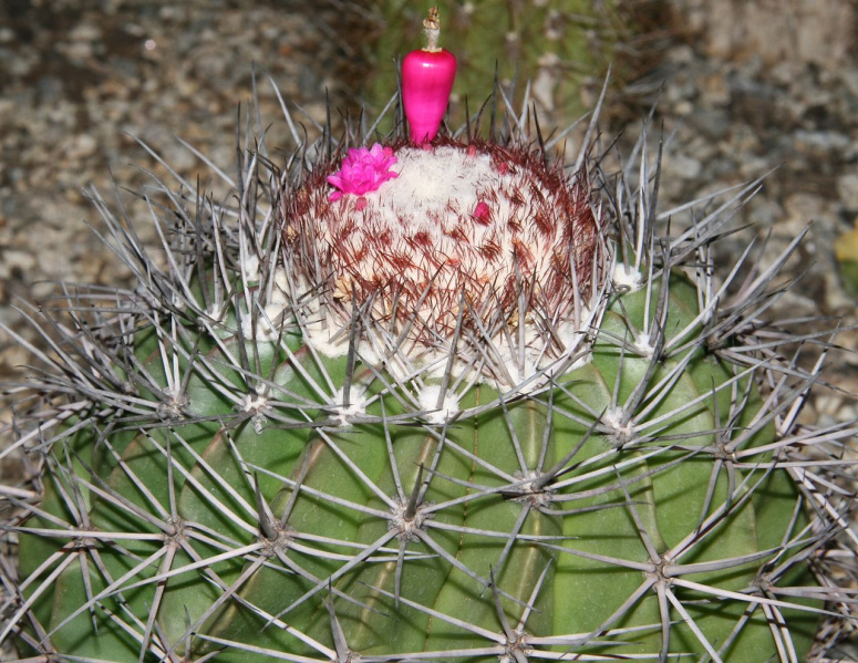 Файл:Melocactus smithii 1.jpg