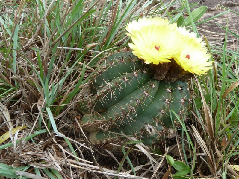 Файл:Parodia ottonis ssp. ottonis 4.JPG