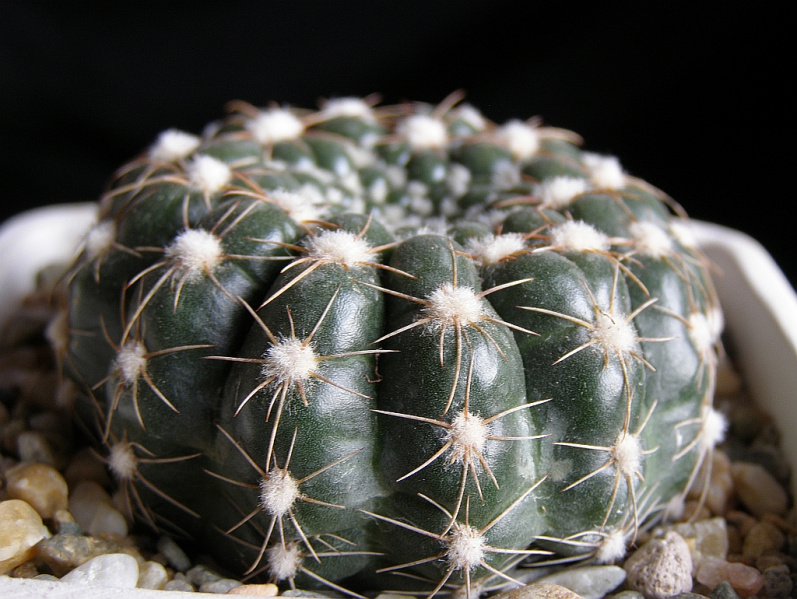 Файл:Parodia uebelmanniana.jpg