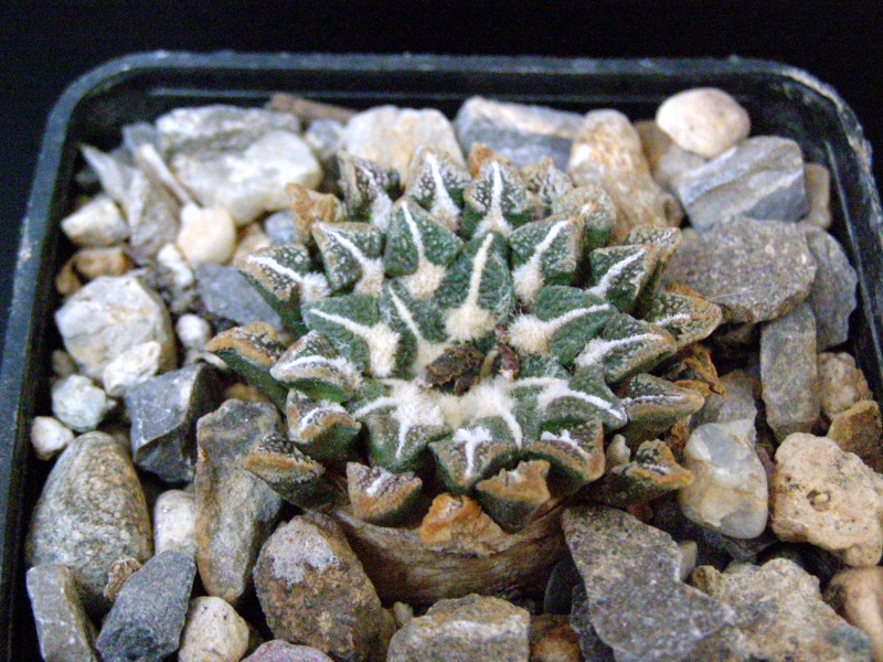 Файл:Ariocarpus kotschoubeyanus var. elephantidens.JPG