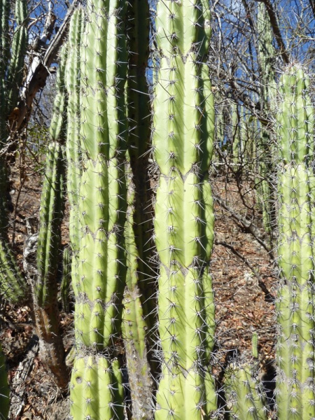 Файл:Castellanosia caineana 4.JPG