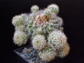 Discocactus zehntneri ssp. boomianus