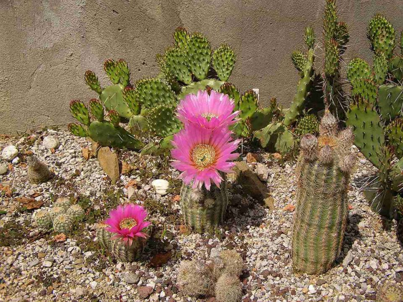 Файл:Echinocereus.jpg