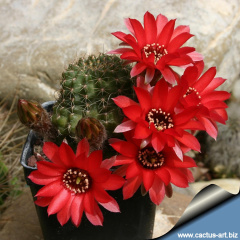 Echinopsis saltensis ssp. schreiteri.jpg