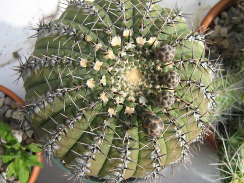 Файл:Gymnocalycium bodenbenderianum 2.JPG