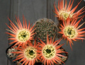Echinopsis sp.