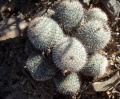 Mammillaria haageana 3h.jpg