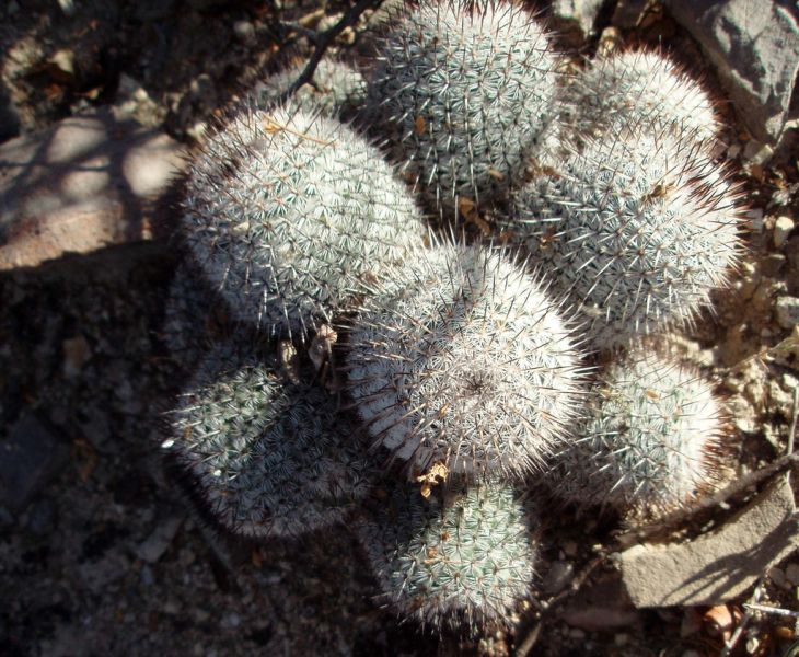 Файл:Mammillaria haageana 3h.jpg