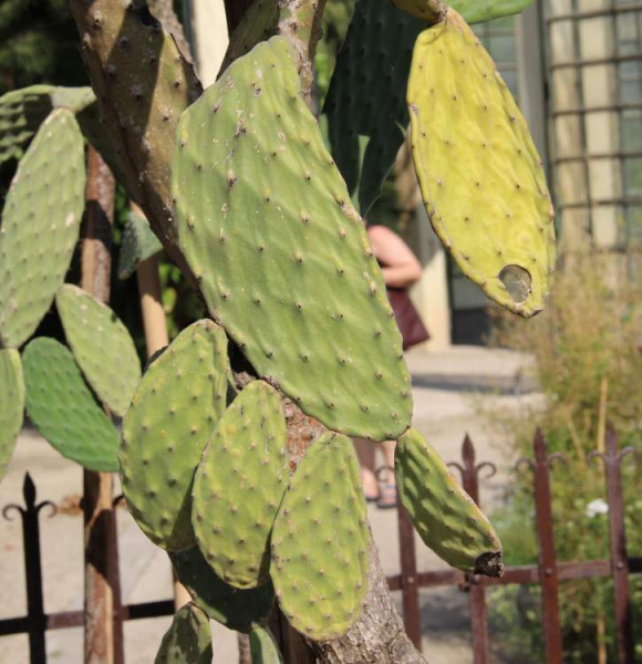 Файл:Opuntia tomentosa 69071.jpg