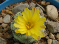 Ortegocactus macdougallii 01.jpg
