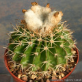 Parodia langsdorfii 11646.jpg