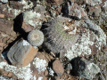 Parodia nothorauschii 3.JPG