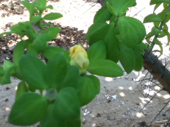 Pereskiopsis blakeana 2.jpeg