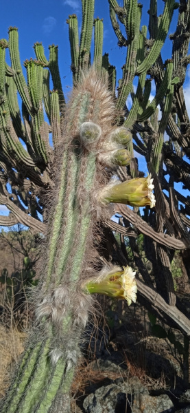 Файл:Pilosocereus chrysacanthus 2.jpeg