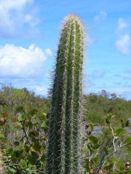 Файл:Pilosocereus royenii h.jpg