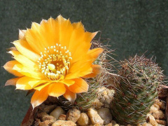 Rebutia einsteinii ssp. einsteinii.jpg