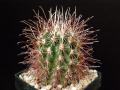 Sclerocactus polyancistrus