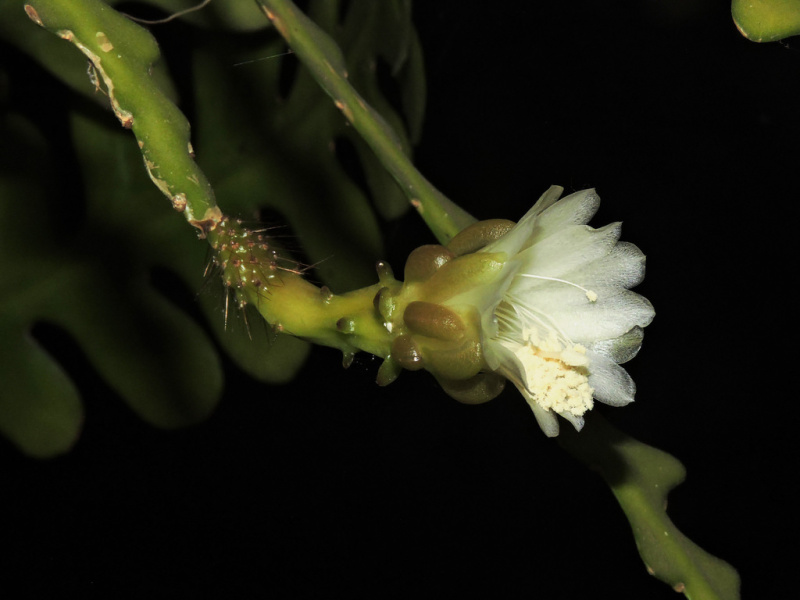 Файл:Weberocereus imitans 25.jpg