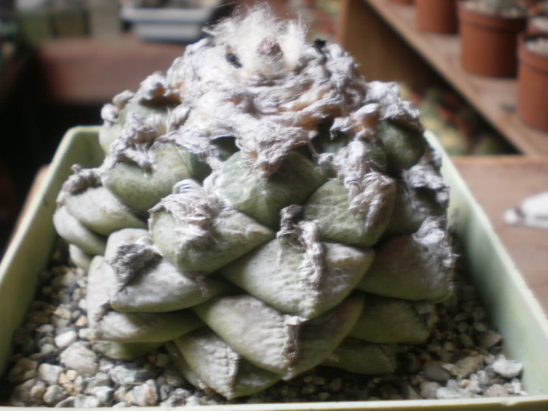Файл:Ariocarpus fissuratus var. lloydii 2.jpg