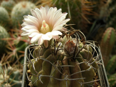 Eriosyce paucicostata ssp. paucicostata 12.jpg