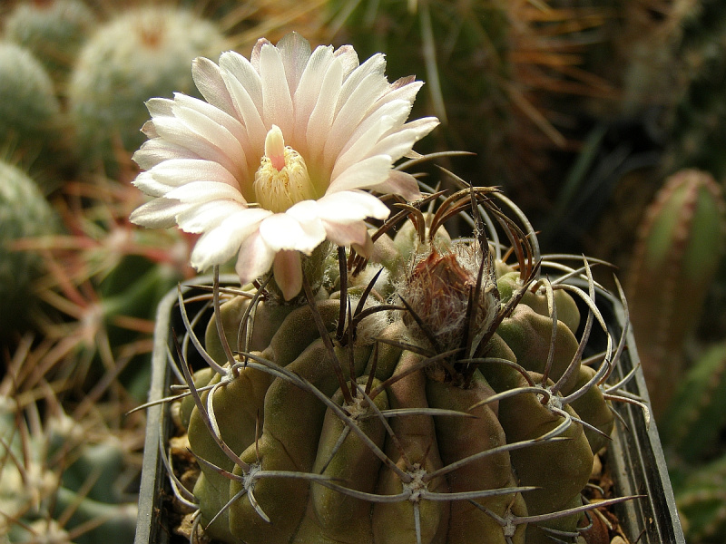 Файл:Eriosyce paucicostata ssp. paucicostata 12.jpg