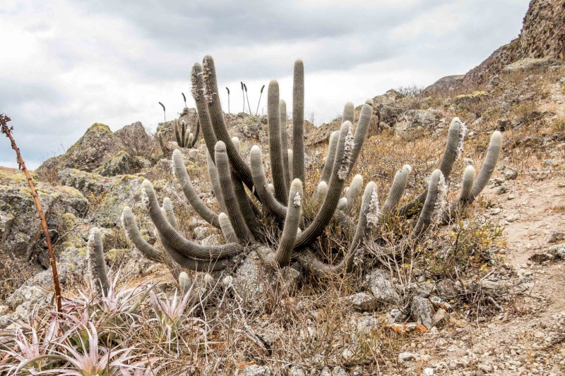 Файл:Espostoa frutescens 1.jpg