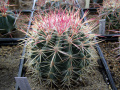 Ferocactus pilosus 6.JPG