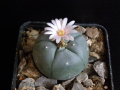 Lophophora williamsii