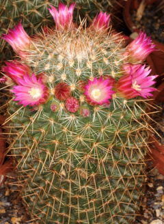Mammillaria meyranii 3.jpg