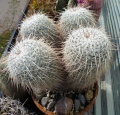 Mammillaria parkinsonii