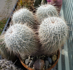 Mammillaria parkinsonii.jpg